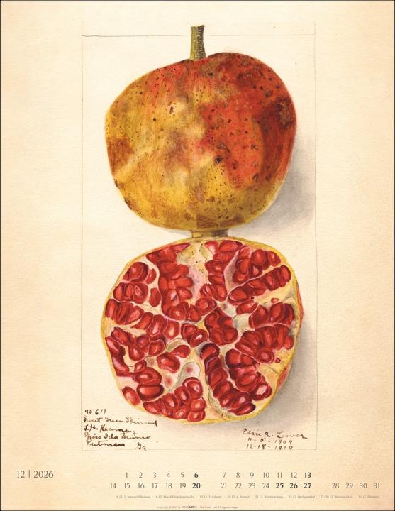 Actual product image Alte Sorten Kalender 2026 (34 x 44 cm, Hardcover, German)