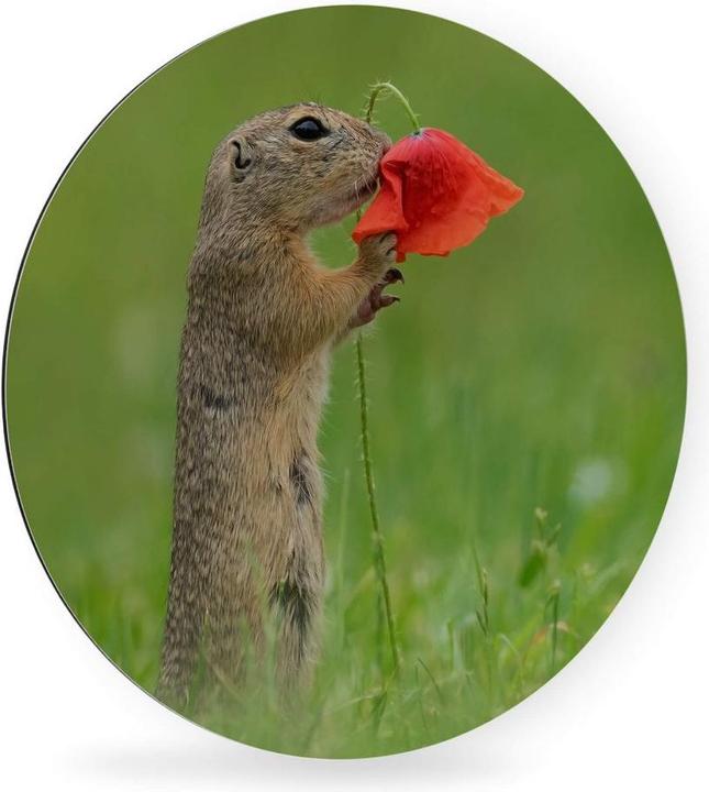 Actual product image Trenddeko van Duijn - Gopher with poppy flower (Ø 70 cm)