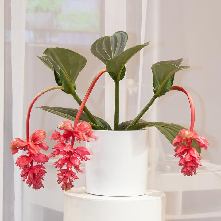 Actual product image Plant in a Box Medinilla Magnifica - Set of 2 Rose Medinilla (40 cm)