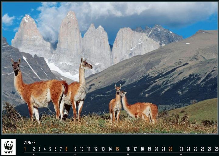 Produktbild WWF 2026 (Französisch, Englisch, Deutsch, Italienisch)