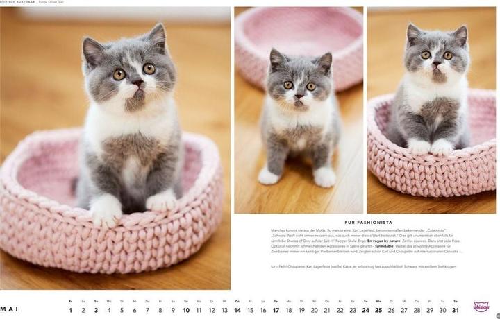 Produktbild Whiskas Katzenkalender 2026 (45 x 30 cm, Harter Einband, Deutsch)