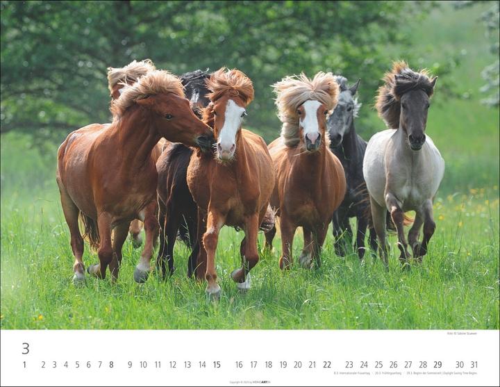 Produktbild Islandpferde Kalender 2026 (44 x 34 cm, Harter Einband, Deutsch, Englisch)