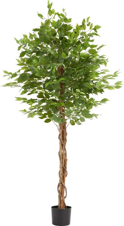Immagine prodotto tectake Ficusbaum Fida (180 cm)