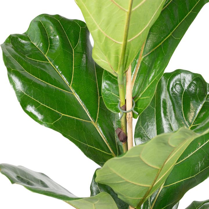 Actual product image Flowerbox Fiddle-leaf fig - height ca. 100 cm, pot-Ø 21 cm - Ficus Lyrata (100 cm)