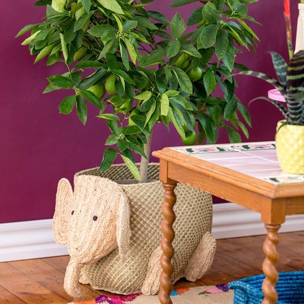 Actual product image Rice Elephant (1 x)