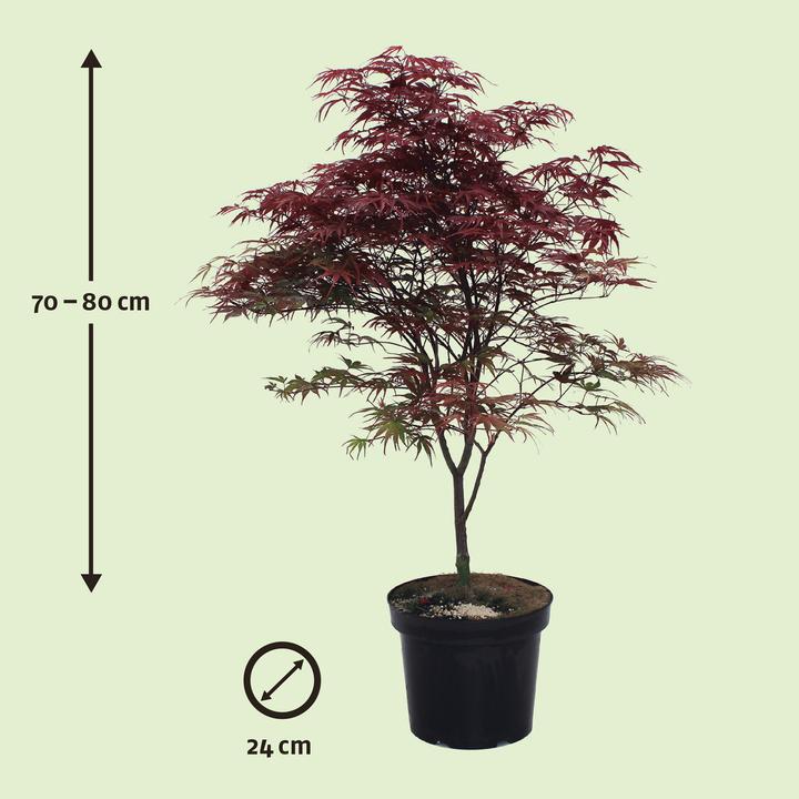 Image du produit Zulauf Japanischer Fächer-Ahorn Acer palmatum 'Peve Dave' (70 cm)