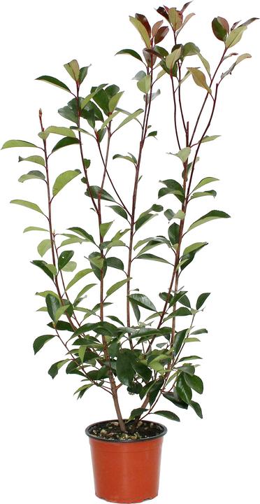 Produktbild Zulauf Glanzmispel / Photinia x fraseri 'Red Robin' (60 cm)