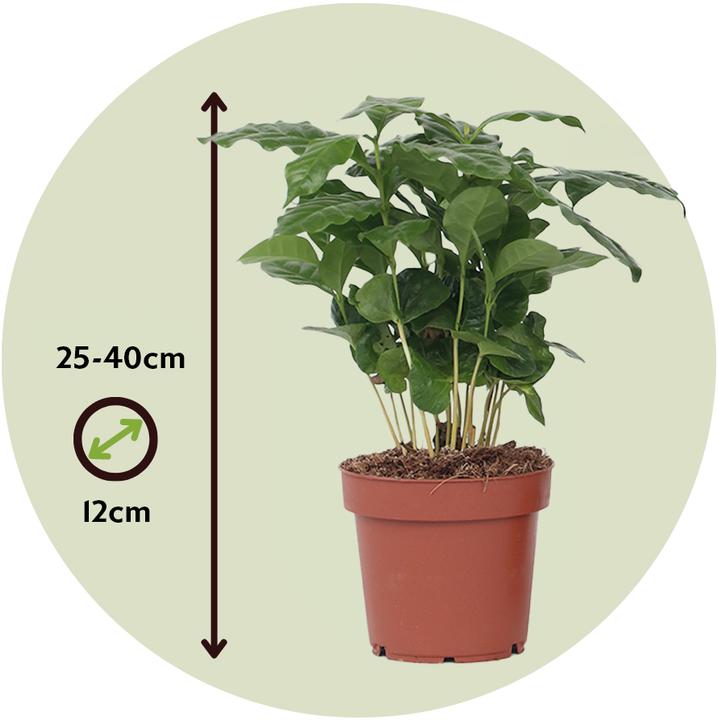 Produktbild Plant in a Box Coffea arabica - 4er Set Kaffeepflanze (25 cm)