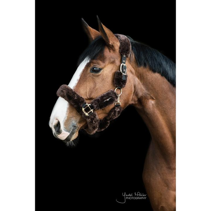 Image du produit Kentucky Horsewear Licol en peau d'agneau
