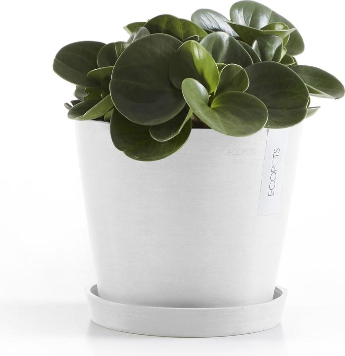 Immagine prodotto Ecopots Piattino rotondo