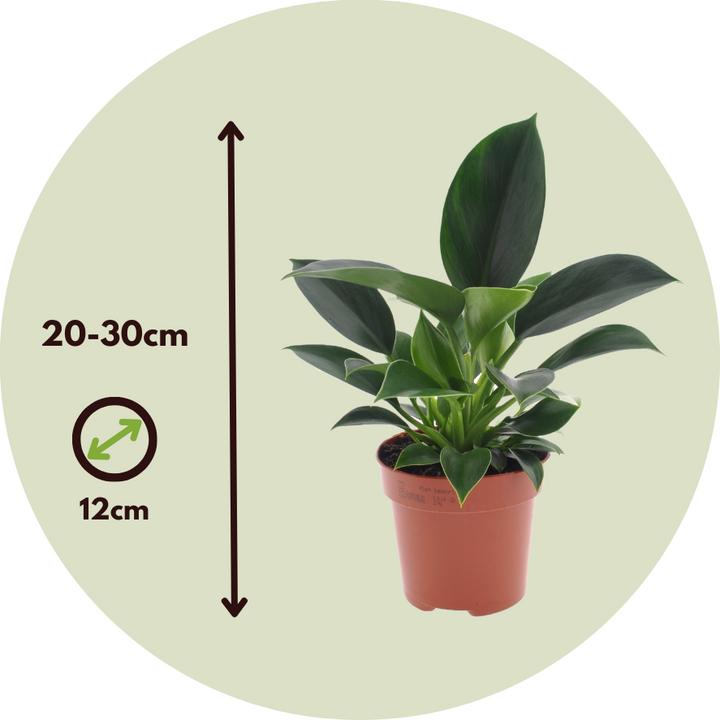 Produktbild Plant in a Box Philodendron 'Green Princess' - Baumfreund (20 cm)