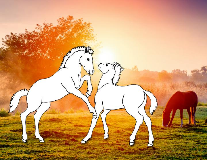 Image du produit Livre de coloriage Chevaux de rêve : la nature sauvage