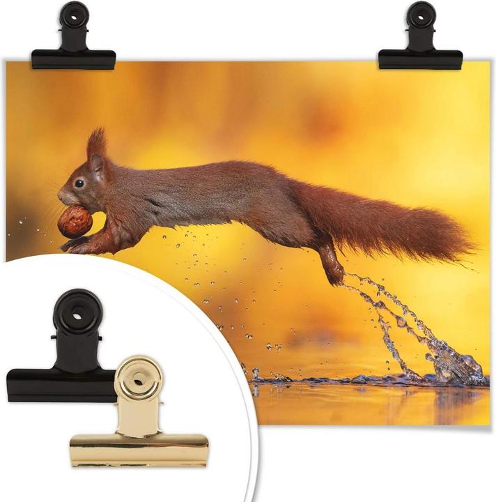 Produktbild Trenddeko van Duijn - Eichhörnchen im Sprung (80 x 60 cm)
