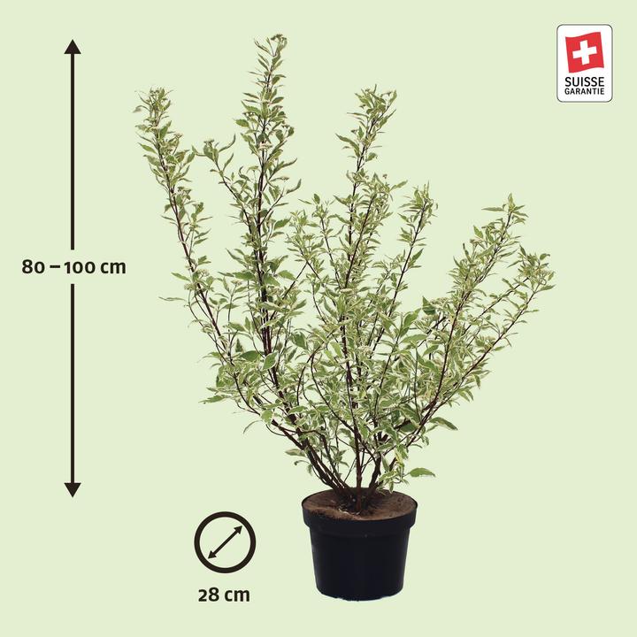 Actual product image Zulauf Tatarischer Hartriegel / Cornus alba 'Elegantissima' (100 cm)