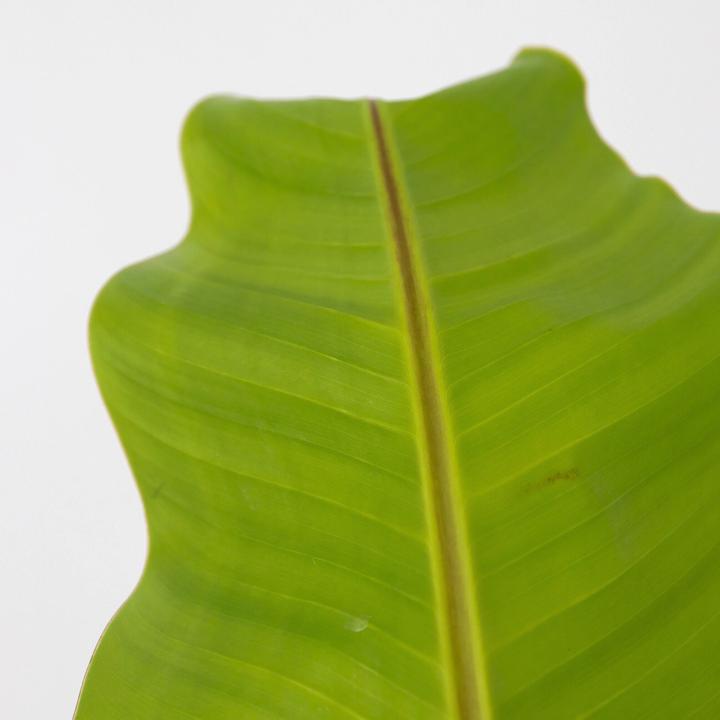 Produktbild Plant in a Box Musa Basjoo - Bananenpflanzen (55 cm)