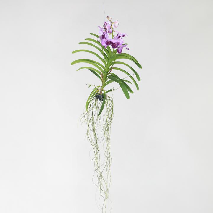 Produktbild Plant in a Box Vanda 'Lila' - Orchidee (60 cm)