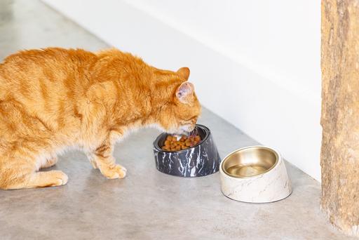 Actual product image Designed by Lotte Melamine Bowl Cat Vita