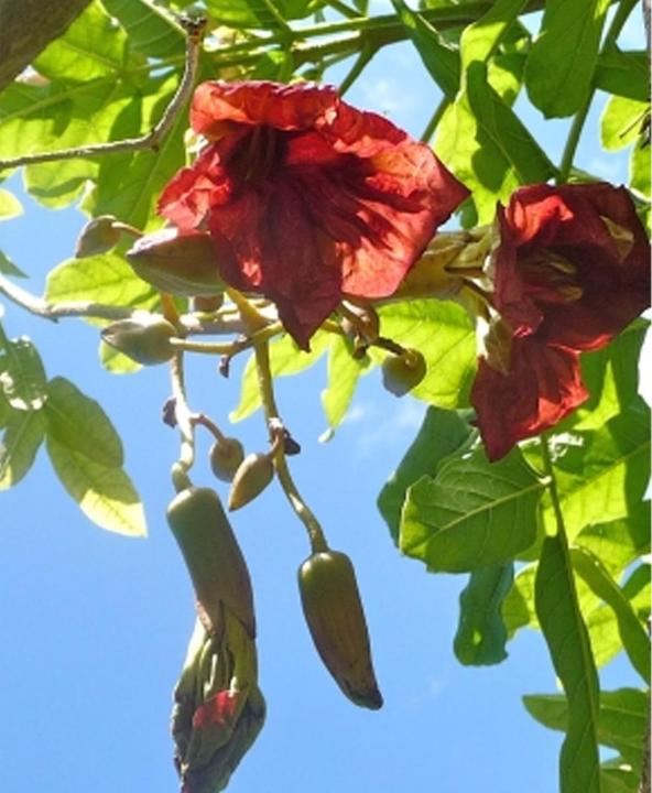 Produktbild Tropica Leberwurstbaum Kigelia Africana syn.K. Pinnata (Pflanzensamen)