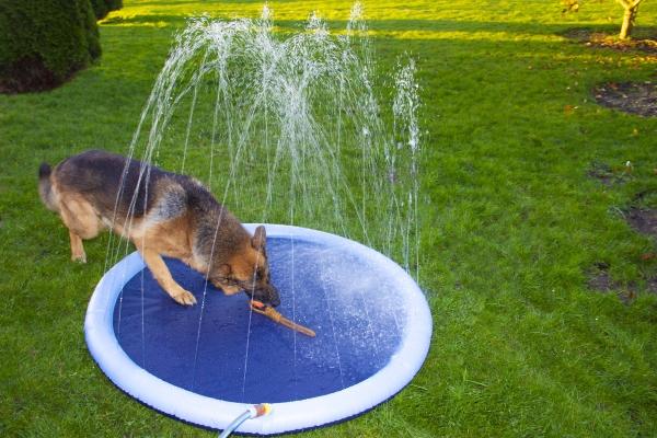 Image du produit Companion Dog Splash Sprinkle Pad ø150 cm (Piscine pour chiens)