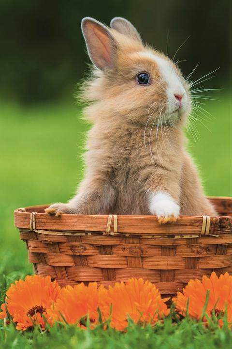 Produktbild Trefl Puzzle Niedliche Tiere: Kaninchen im Korb 54 Teile (54 Teile)
