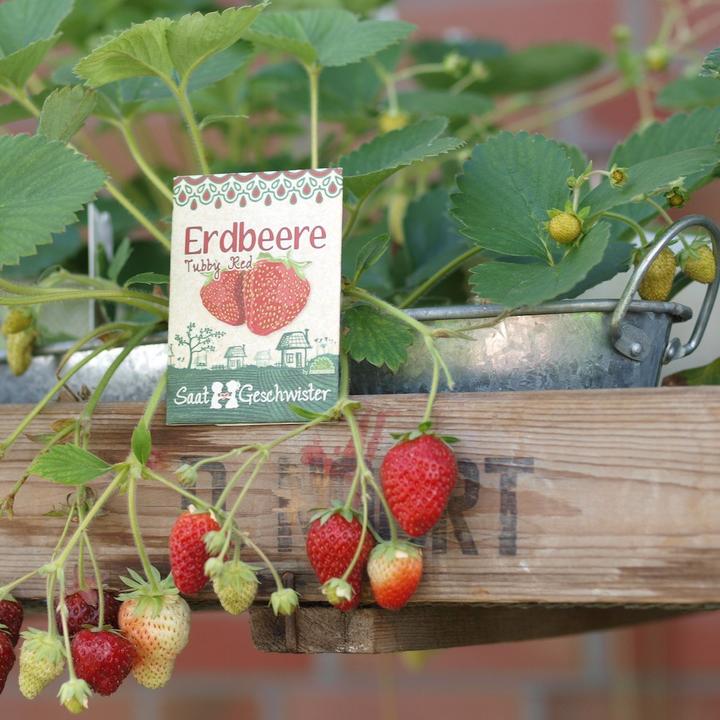 Produktbild Saatgeschwister Minigarten Erdbeere (rot) (Früchtesamen)