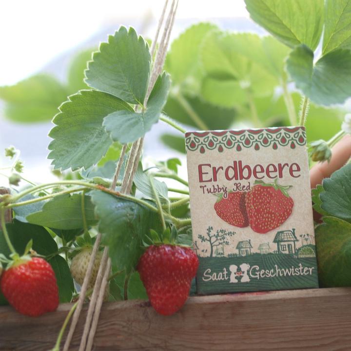 Produktbild Saatgeschwister Minigarten Erdbeere (rot) (Früchtesamen)