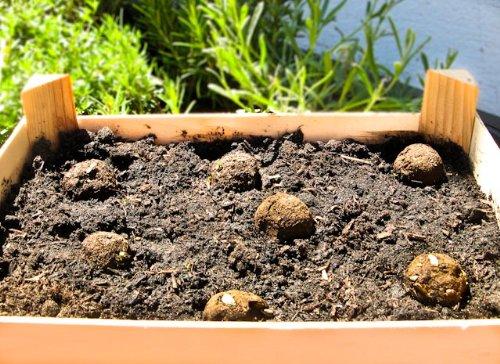 Produktbild Die Stadtgärtner Samenbomben Italienischer Garten (Samenbomben)