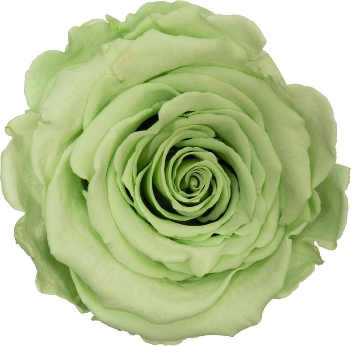Immagine prodotto Migros Ostschweiz Rose premium (rose stabilizzate) in cubo (Fiori dell'Infinito)