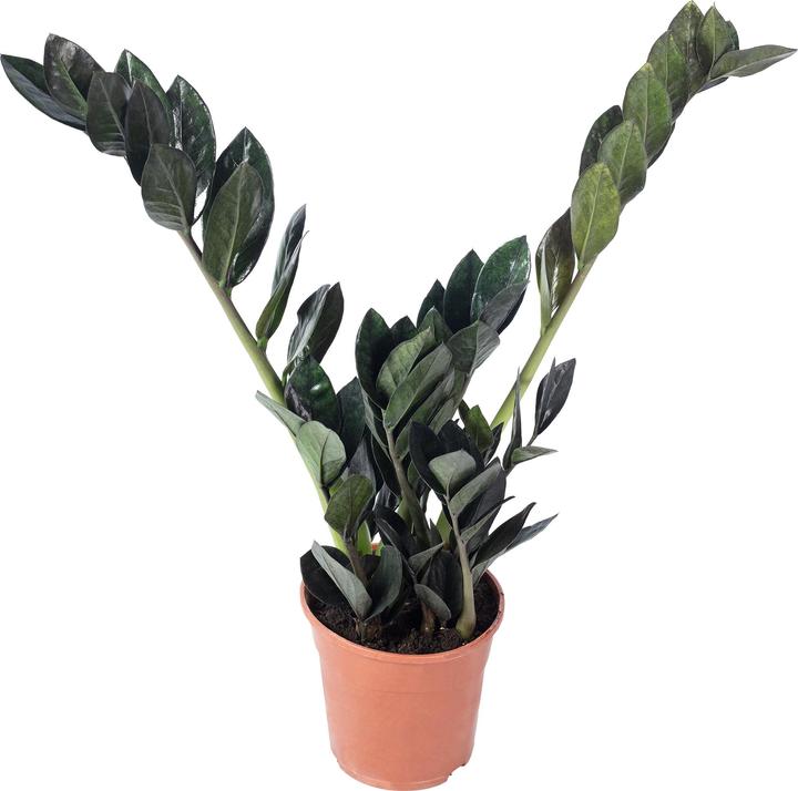Flowerbox Glücksfeder "Raven"- schwarze Zamioculcas zamiifolia (35 cm)