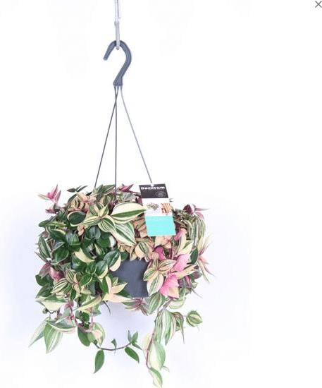 Produktbild Plantlovers Tradescantia Fluminensis Quadricolor Hängetopf (40 cm)