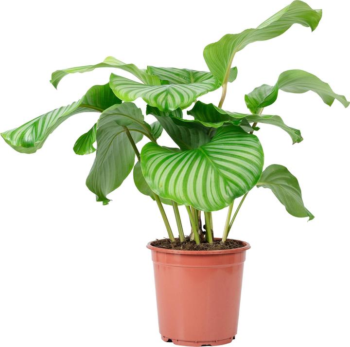 Produktbild Flowerbox Korbmarante Ornata - Calathea Orbifolia (60 cm)