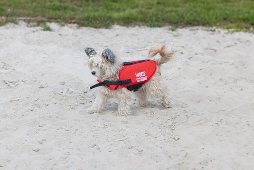 Beeztees Safety life jacket (32, Dog life jacket)