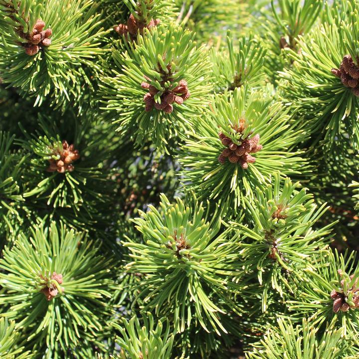 Produktbild Zulauf Zwerg-Berg-Föhre / Pinus mugo 'Winter Gold' (35 cm)