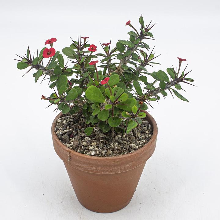 Produktbild Kakteen Gautschi Euphorbia milii Set (25 cm)
