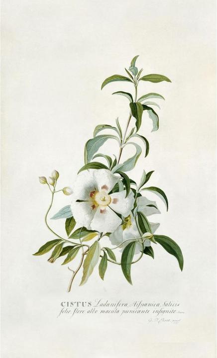 Image du produit Trenddeko Ehret - Ciste (240 x 350 cm)