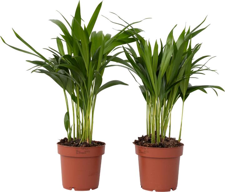 Produktbild Plant in a Box Dypsis Lutescens - 2er Set Areca Goldfruchtpalme (30 cm)