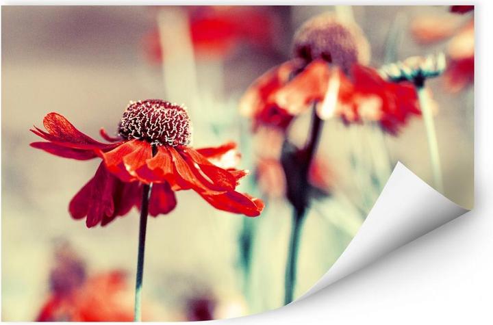 Actual product image Trenddeko red coneflower (80 x 50 cm)