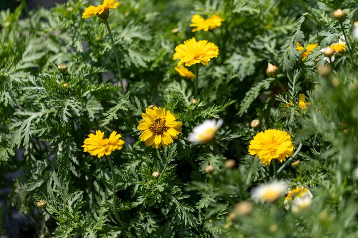 Produktbild Zollinger Bio Speisechrysantheme, Gelbes Kränzchen (einjährig)