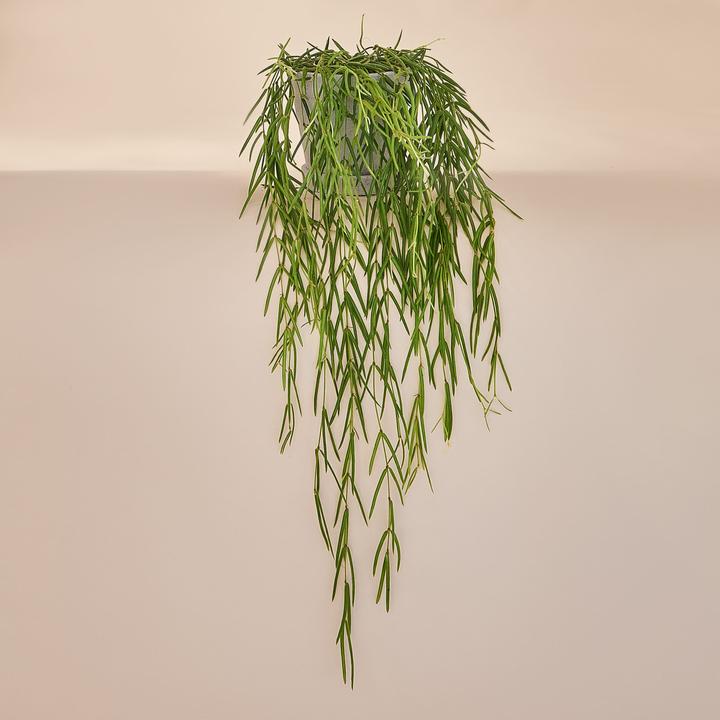 Produktbild Mary and Plants Porzellanblume Hoya Linearis (65 cm)