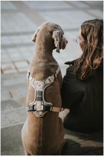 Immagine prodotto Hunter Pettorina mimetica Divo per cani Beige M (M, Cane)