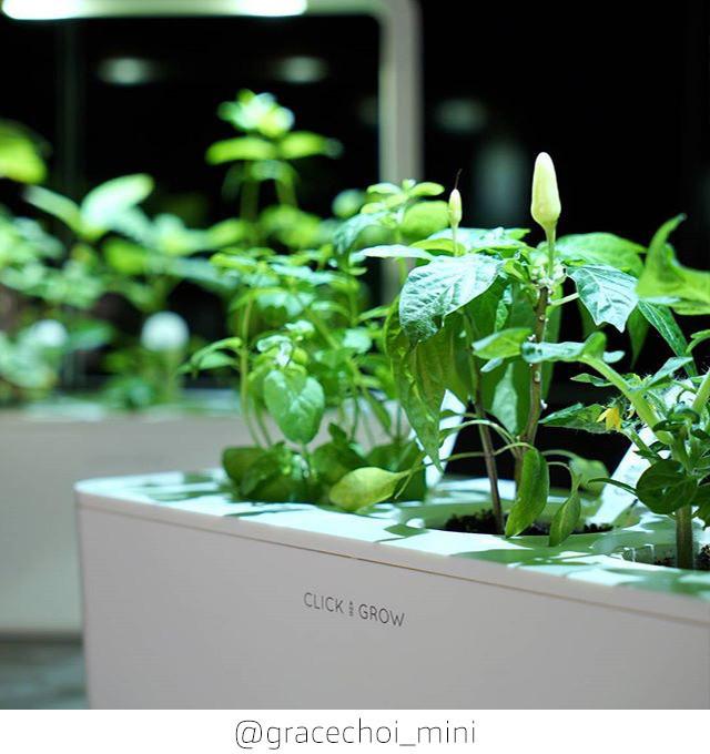 Image du produit Click and Grow Chili (Graines de légumes)