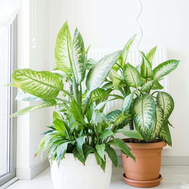 Produktbild Plant in a Box Dieffenbachia - Arum (70 cm)