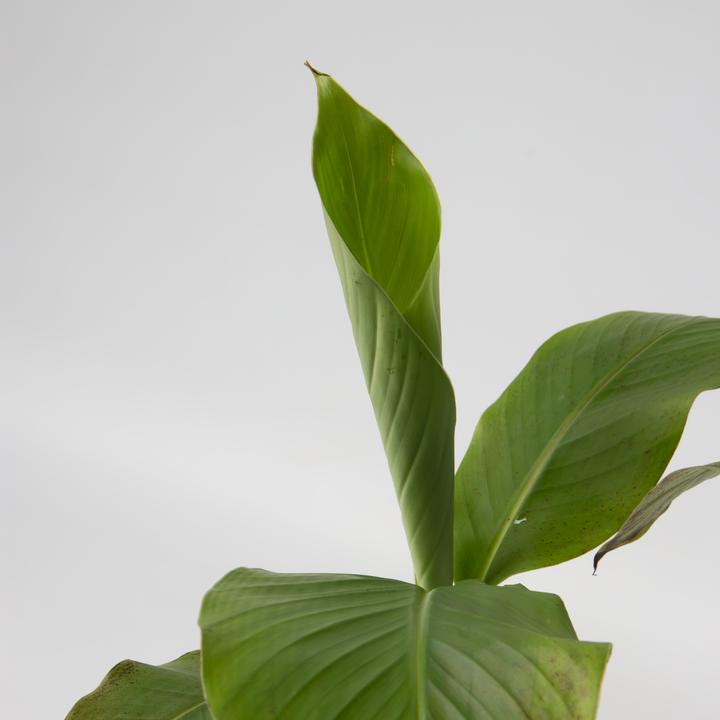 Produktbild Plant in a Box Musa Basjoo - 2er-Set Bananenpflanzen (25 cm)