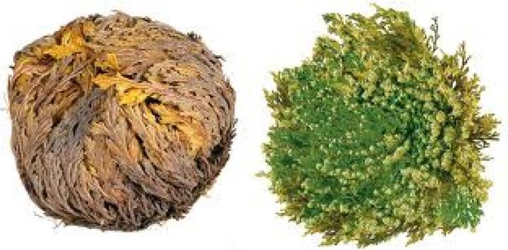 Tropica Rose de Jéricho (Graines de plantes)