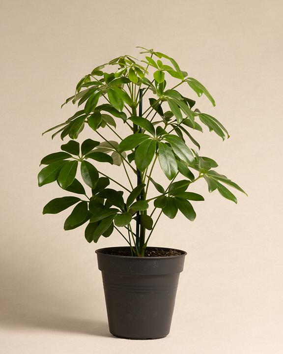Immagine prodotto feey Schefflera (55 cm, Appena rinvasata)