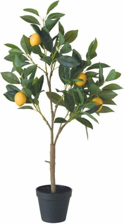 Produktbild Zitronenbaum (70 cm)