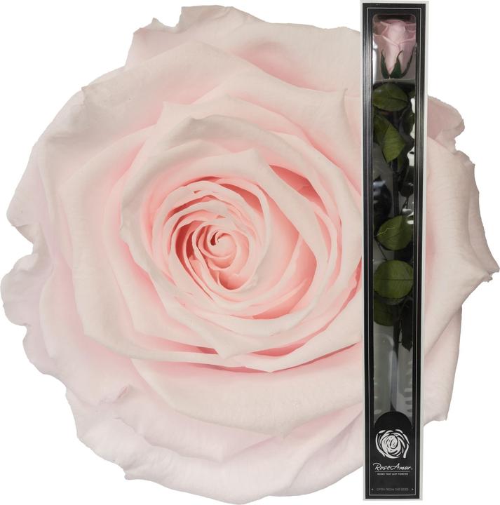 Migros Ostschweiz Premium stem rose (stabilised rose) (Infinity Flowers)