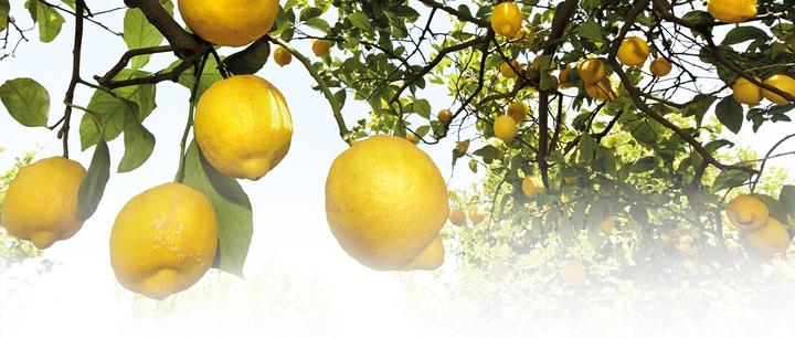 Produktbild Weleda Citrus (Spray, 100 ml)