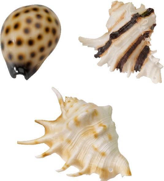 Produktbild Europet Muscheln (Dekoration, sonstige Gegenstände)