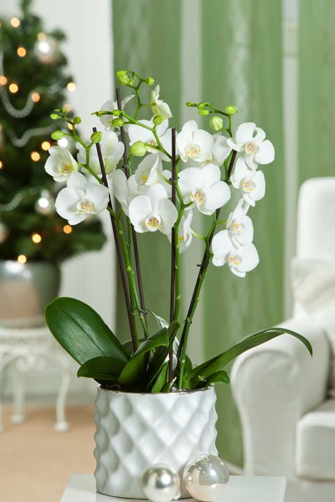 Produktbild Plant in a Box Phalaenopsis Multiflora - Schmetterlingsorchidee (35 cm)